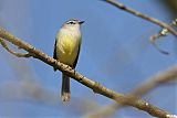 White-crested Tyrannulet