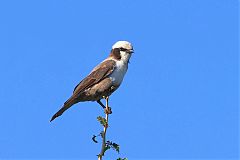 White-crowned Shrike