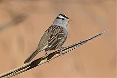 White-crowned Sparrow