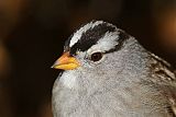 White-crowned Sparrowborder=