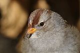 White-crowned Sparrow