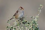 White-crowned Sparrowborder=