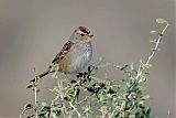 White-crowned Sparrow