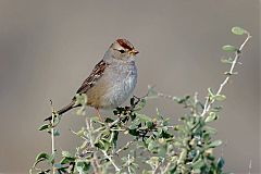 White-crowned Sparrow