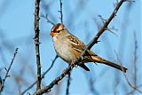 White-crowned Sparrowborder=