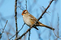 White-crowned Sparrow