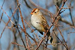 White-crowned Sparrow