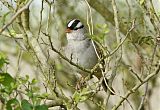 White-crowned Sparrow