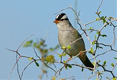 White-crowned Sparrow