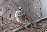 White-crowned Sparrow