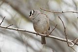 White-crowned Sparrowborder=