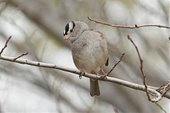 White-crowned Sparrow