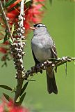 White-crowned Sparrow