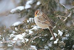 White-crowned Sparrow