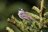 White-crowned Sparrowborder=