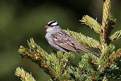 White-crowned Sparrow