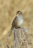 White-crowned Sparrow