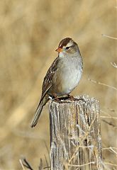 White-crowned Sparrow