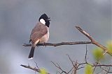White-eared Bulbulborder=
