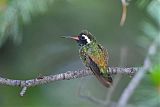 White-eared Hummingbirdborder=