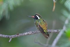 White-eared Hummingbird