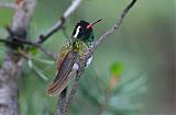 White-eared Hummingbirdborder=