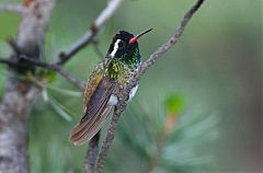 White-eared Hummingbird