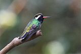 White-eared Hummingbird