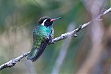 White-eared Hummingbird
