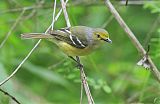 White-eyed Vireo