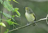 White-eyed Vireo