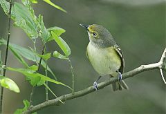 White-eyed Vireo