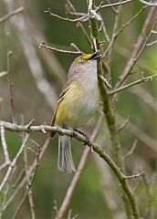 White-eyed Vireo