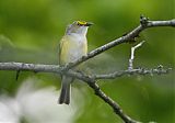 White-eyed Vireo