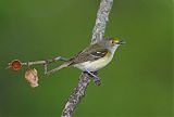 White-eyed Vireo