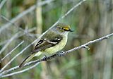 White-eyed Vireo