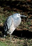 White-faced Heron