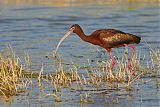 White-faced Ibis