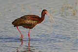 White-faced Ibis