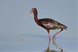 White-faced Ibis