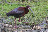 White-faced Ibis