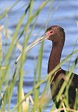 White-faced Ibis