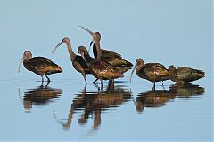 White-faced Ibis