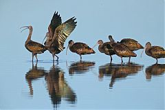 White-faced Ibis