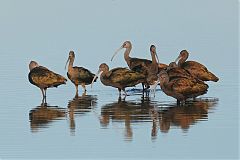White-faced Ibis