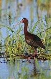 White-faced Ibis