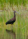 White-faced Ibis