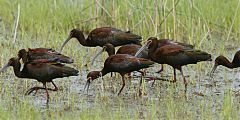 White-faced Ibis