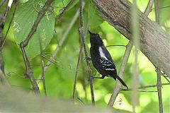 White-fringed Antwren