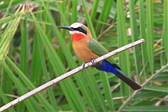 White-fronted Bee-eater